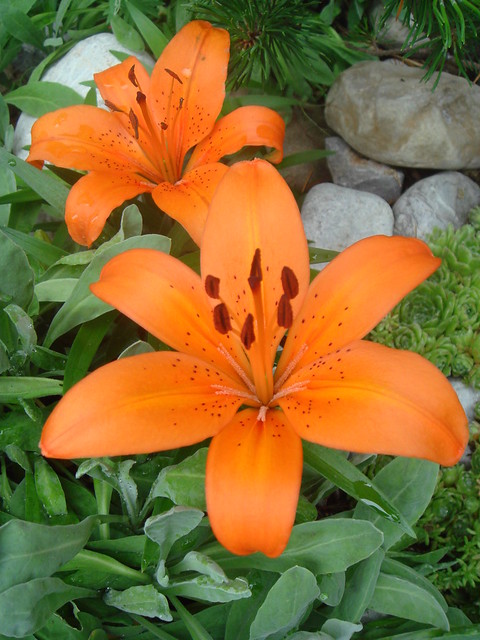Lily from Ebenalp...