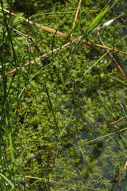 Crassula helmsii (New Zealand Pigmyweed / Watercrassula) 5307