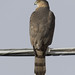 Flickr photo 'Cooper's Hawk: Accipiter cooperii' by: dimus62.