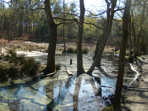 Murky pond Pulborough to Amberley