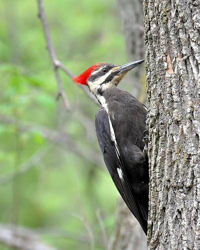 red green nature birds woodpecker wildlife pileatedwoodpecker supershot bej specanimal mywinners avianexcellence ubej
