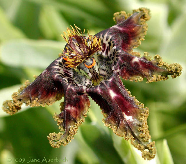 spider iris (Ferraria crispa)