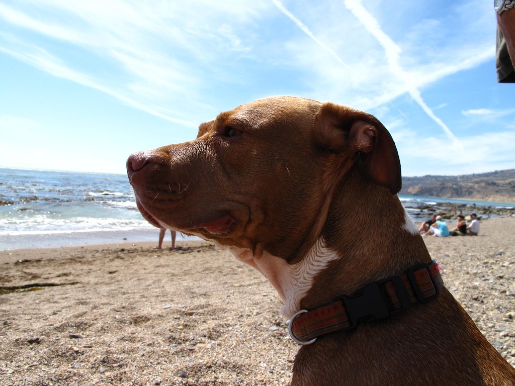Dog Beach | Dog Beach on the Ocean Trails by Trump National … | Flickr