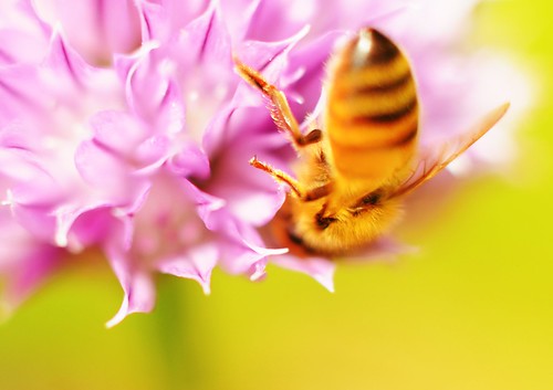 Bee In Short DOF by Darrell Wyatt