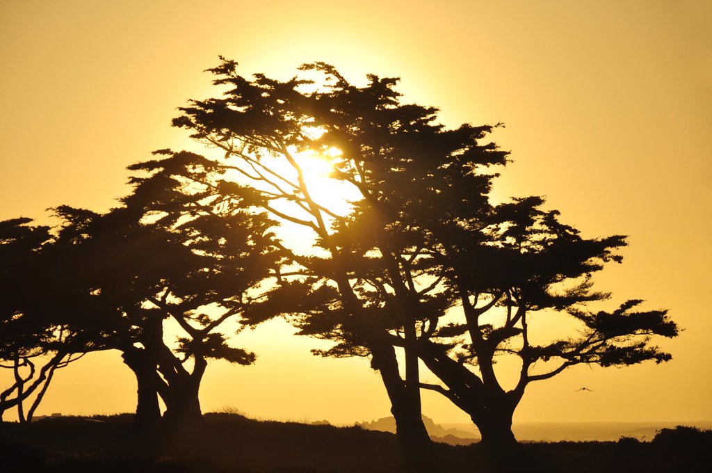 Sunset through the trees at Pacific Grove