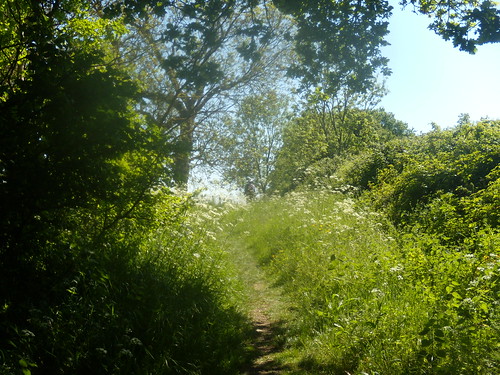 Green scene Pangbourne round walk