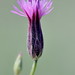 Flickr photo 'Crupina vulgaris Cass.  /  cabezuela.' by: chemazgz.