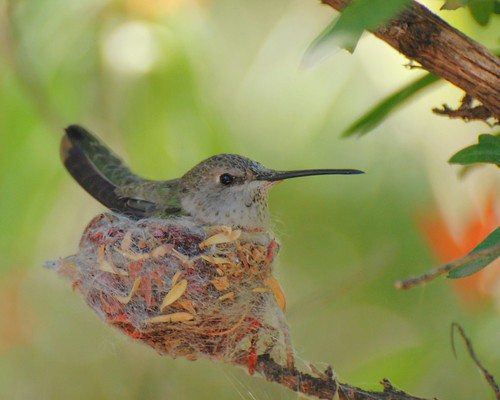 Nesting Anna Hummingbird by Photos by Linda A