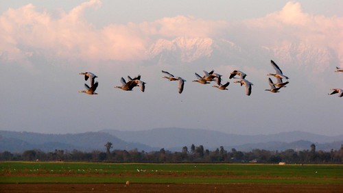 india birds wildlife goose wetlands himalayas himachalpradesh barheaded pongdam perfectsunsetssunrisesandskys