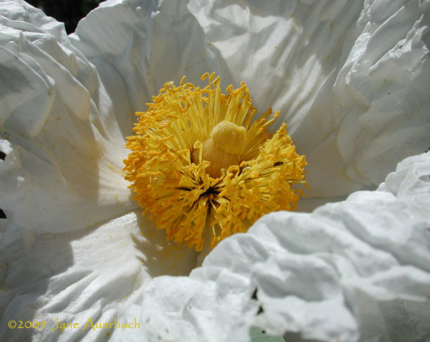 sunny side up  (Romneya coulteri)