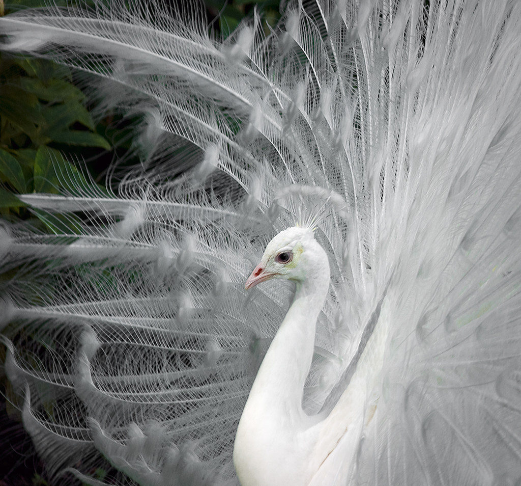 White Peacock by Jeff Milsteen