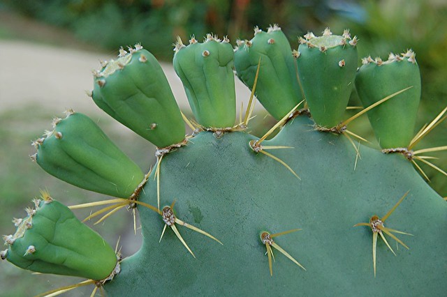 A very close look at 7 Pups on a very thorny Prickly Pear Cactus paw