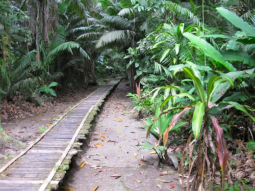 favorite plant landscape ecuador amazon laselva