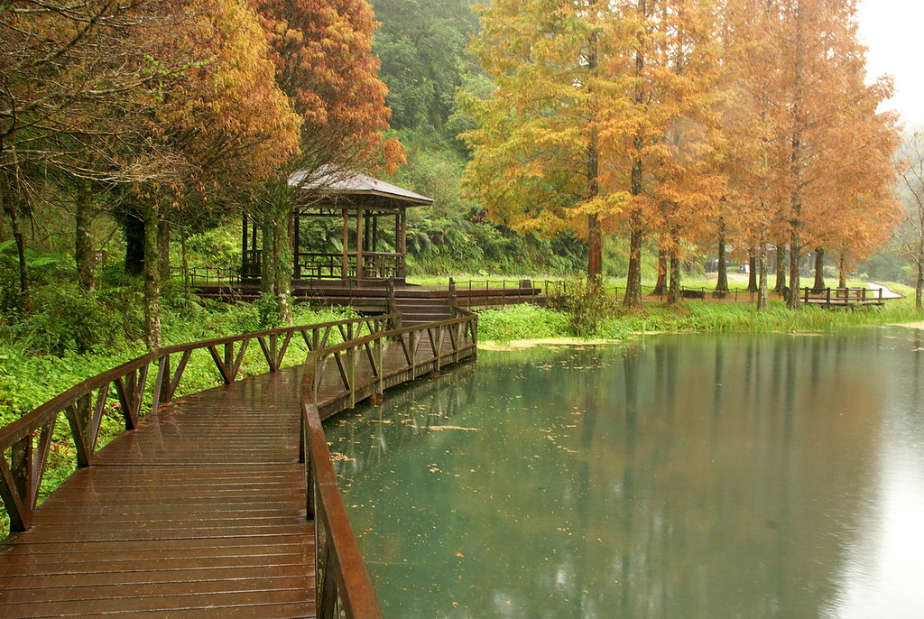 001-水生植物池-水杉-秋景-福山植物園| 有「活化石」之稱的水杉，是杉科單種屬植物，在台灣非常罕見，日劇時期及戰後… | Flickr