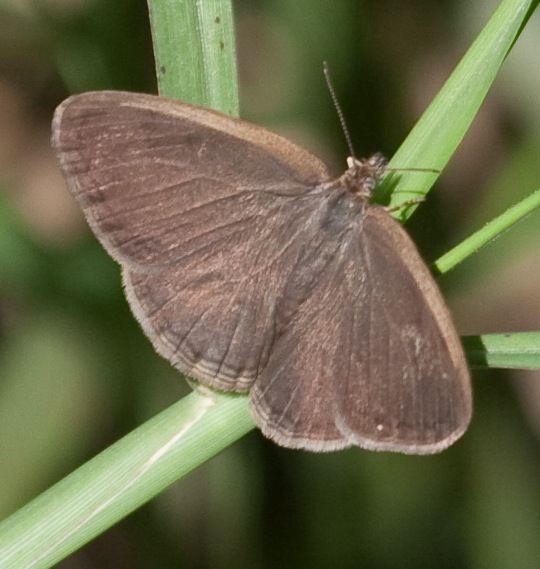Carolina Satyr basking