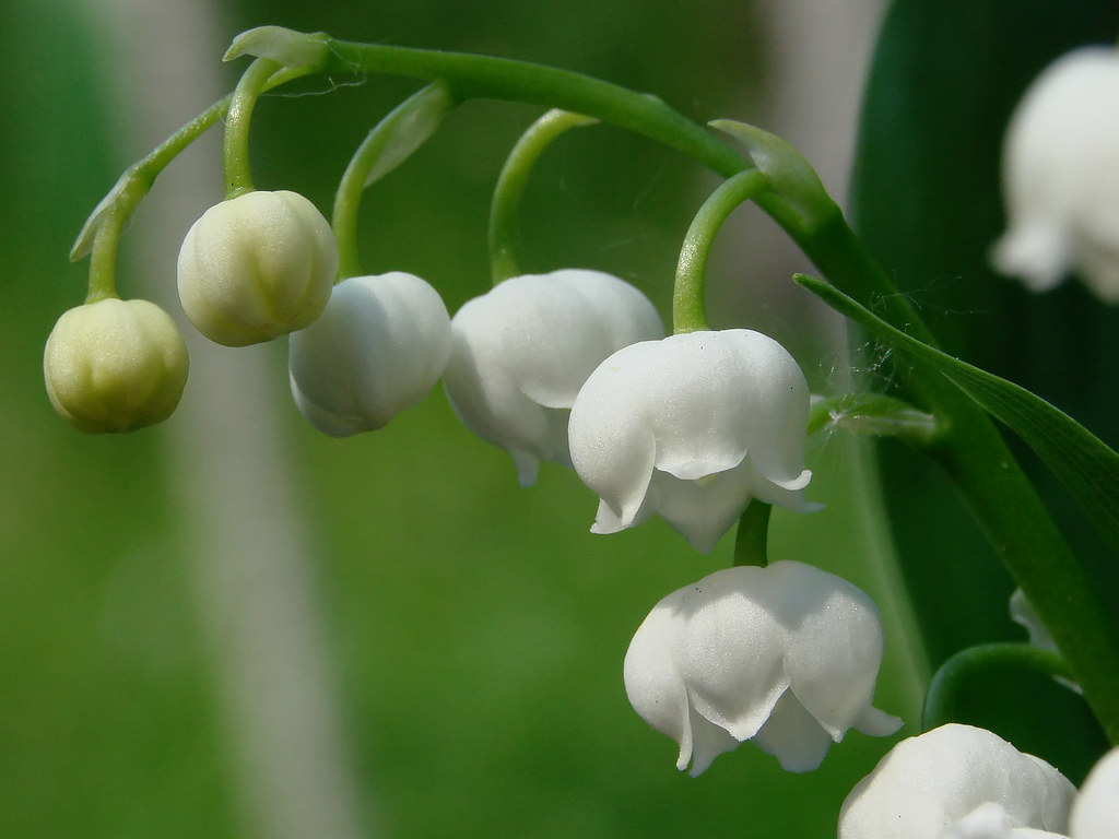 1er mai | Lily of the valley | Spiterman | Flickr