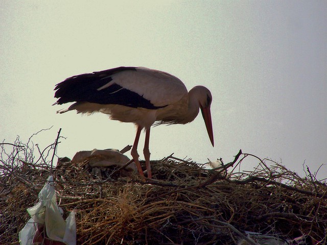 White Stork in Marrakech, Morocco – March  2009