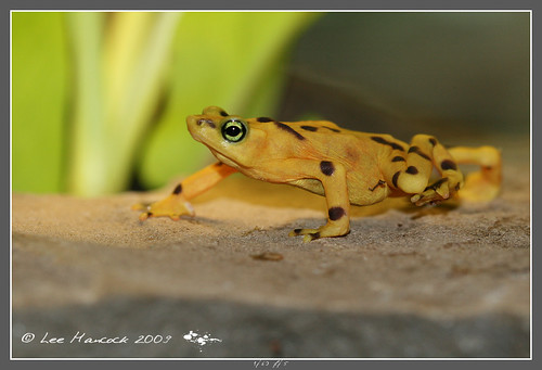 Panamanian Golden Frog by leeinhisroom