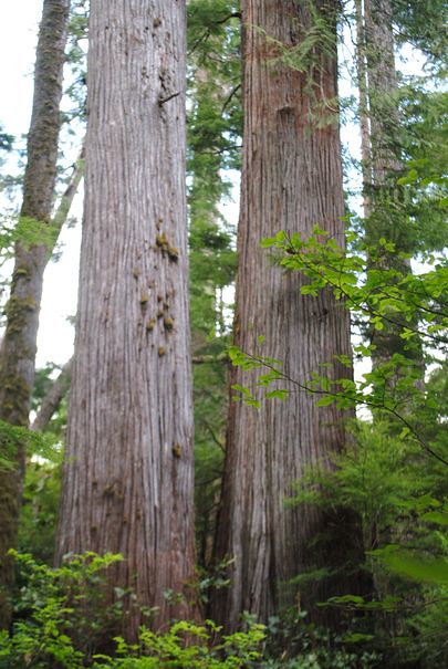 Doobah Lake's Old Growth Trees - Vancouver Island, British Columbia, Canada.