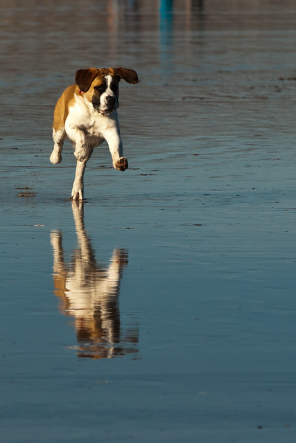 Dog running on the wet sand during an ultra-low -1.7' tide before sunset on Morro Strand State Beach