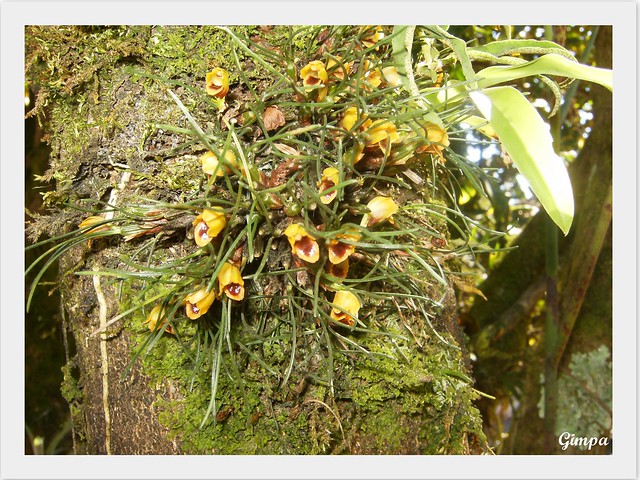 Micro-Orquídea - Maxillaria sp