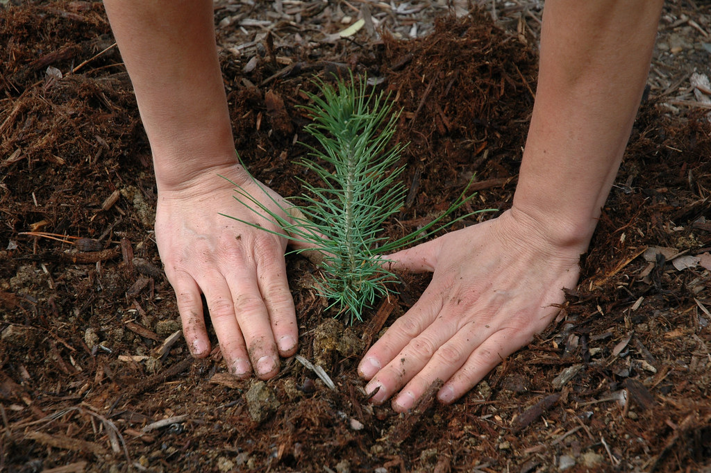 Seedling Planting - Close-up view of hands surrounding a pin… - Flickr
