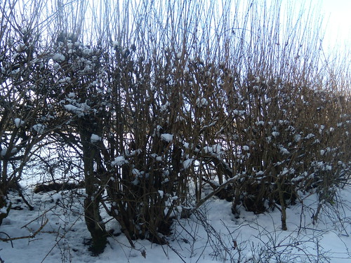 Snowy hedge Saunderton via West Wycombe (short Walk)