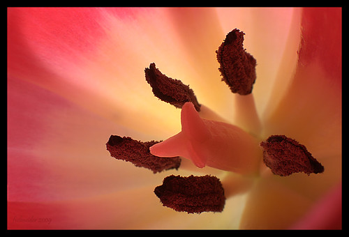 Tulip Insider by fs999