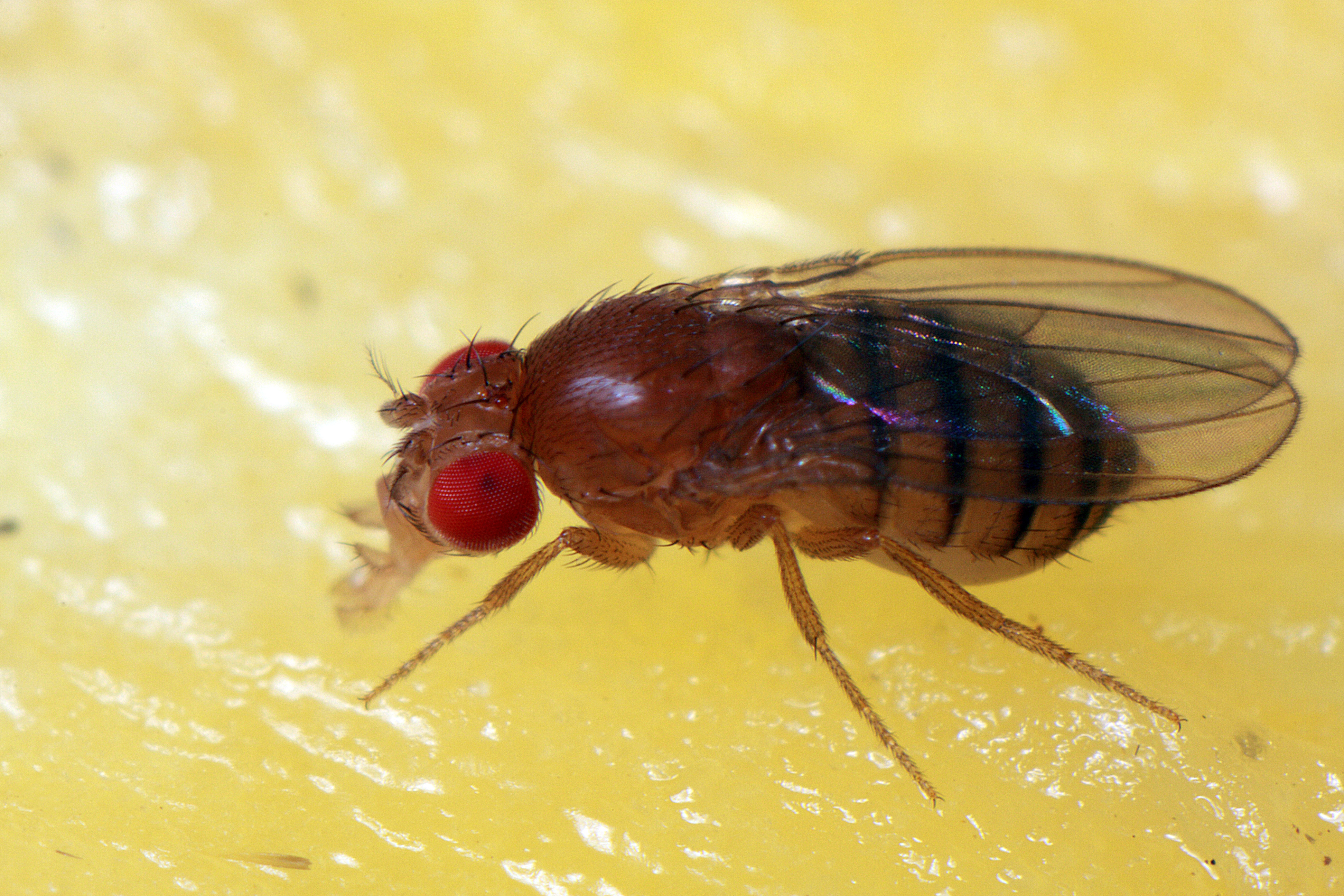 Drosophila melanogaster Female