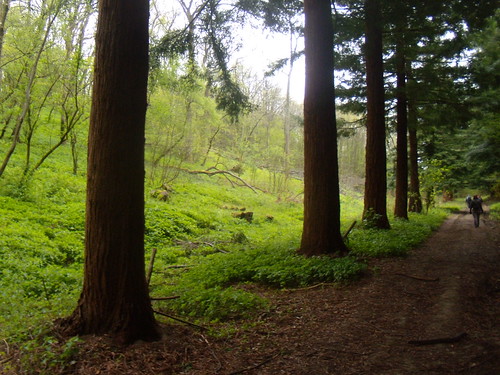 Redwood grove Meresworth Woods. Yalding to Borough Green
