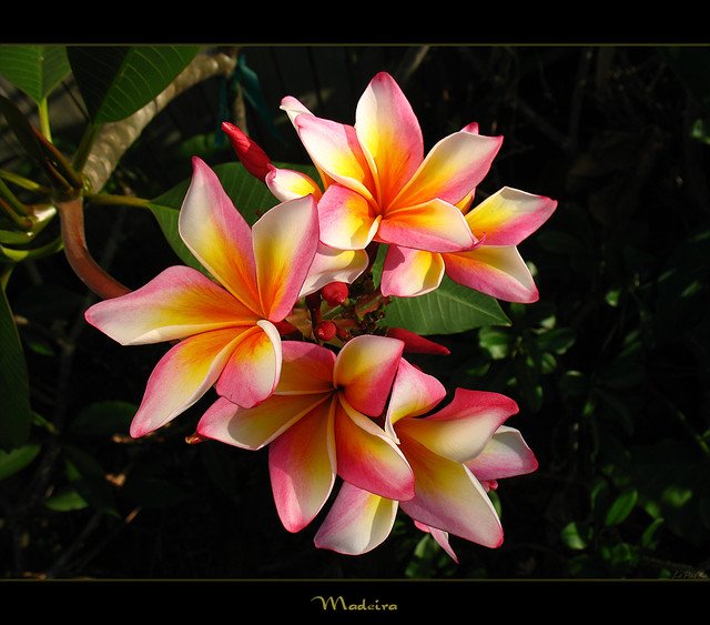 Rare Flowers - The Plumeria Madeira