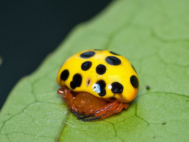 Paraplectana cf. tsushimensis P1130405 Taipo spider ladybird-beetle lookalike