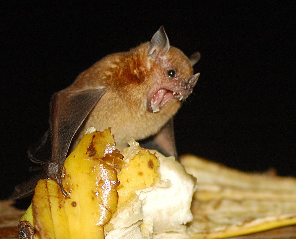 Фруктовая мышь. Банановый листонос. Летучая мышь фруктоед. Летучая мышь которая питается фруктами. Что едят летучие мыши.