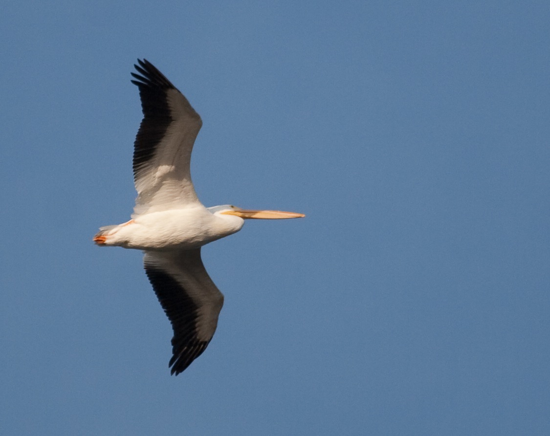 Pelican
