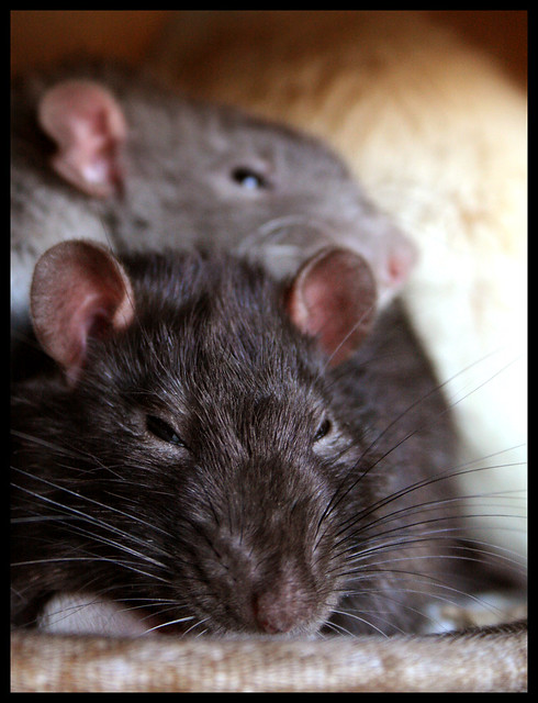 rats1