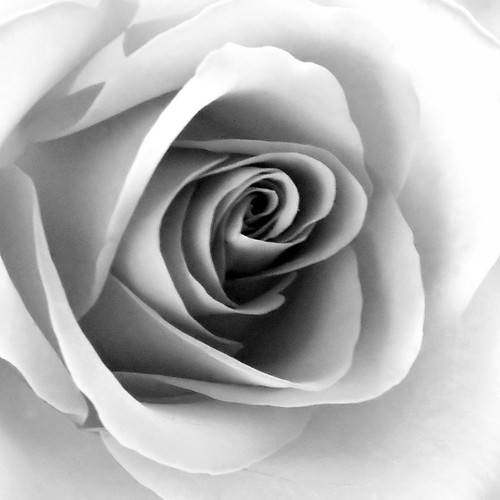 Delicate | by C.W. Thomas