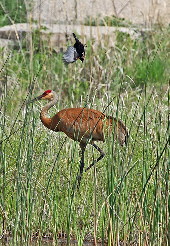 bird crane michigan sandhillcrane redwingedblackbird agelaiusphoeniceus gruscanadensis indianspringsmetropark whitelaketwp spring2010 birdmobbing birddivebomb