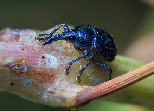 Blue Weevil