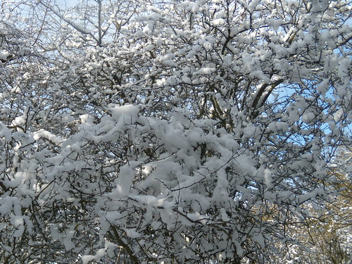 Snow on a tree Tring to Berkhamsted
