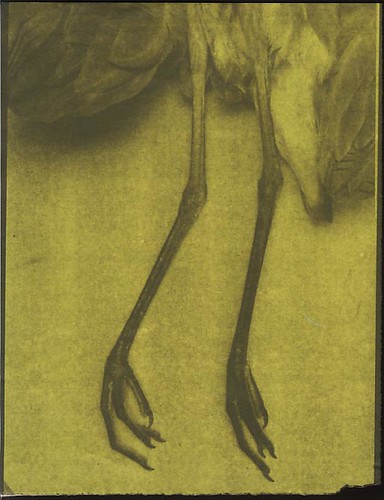 heron legs | by quinn pin