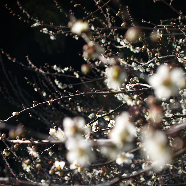 Plum blossoms in IKUTA RYOKUCHI PARK