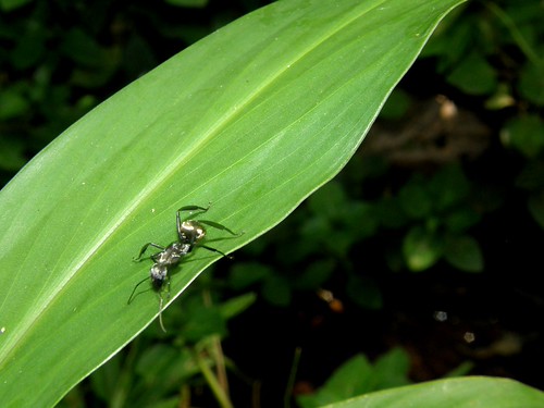Panama Ant | by pacheweychomp