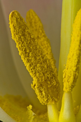 Too Much Pollen ? by Property#1