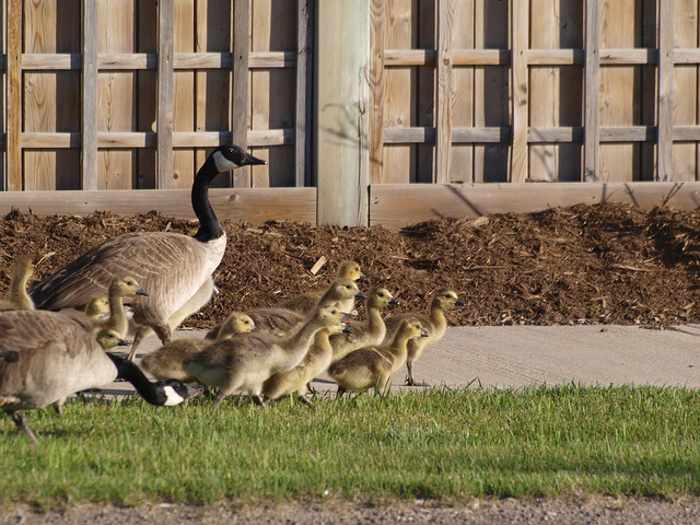 Baby Geese #4