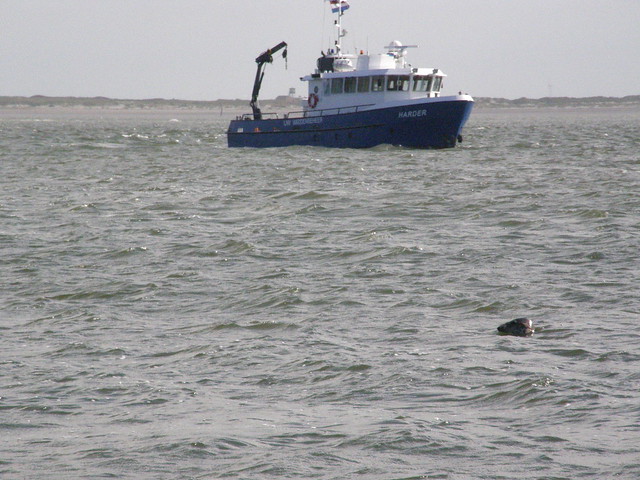 Halichoerus grypus (Atlantic Grey Seal / Grijze zeehond)