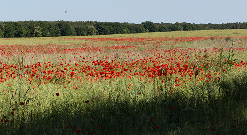 germany deutschland poppy fields brandenburg kotzen canonef100mmf28lisusmmacro canoneos5dmkiii
