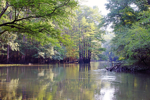 trees summer sunlight reflection colors beautiful leaves reflections river landscape scenery florida perspective scenic lazy swamp cypress canoeing panhandle marianna overhanging chipola