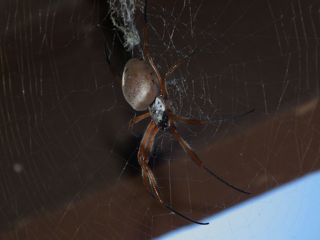 Nephilidae>Nephila edulis Golden Orb spider Female DSCF2299