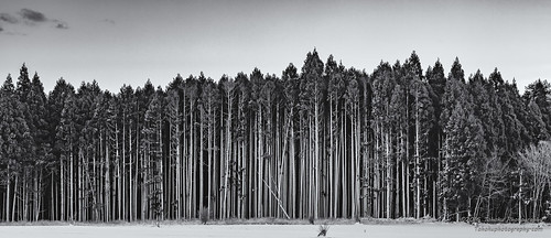 tree winter snow cold japan aomori misawa oirase tohokuphotography tohoku north monochrome nature natural landscape sigma canon beauty picture photo photography blackandwhite bw