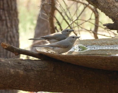 Ashy Flycatcher | by tapaculo99